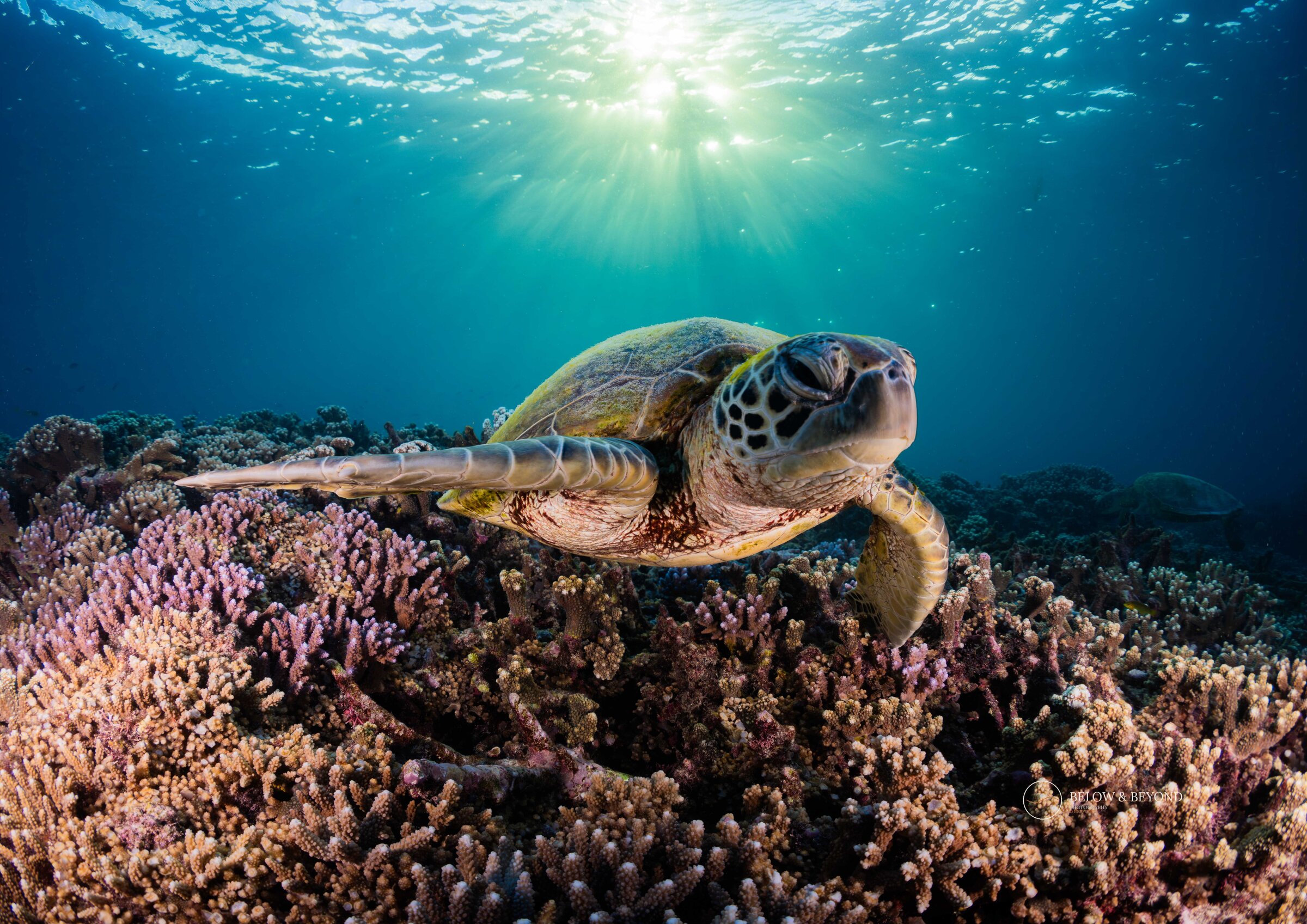 Green sea turtle gliding over the reef, sunburst at the surface above