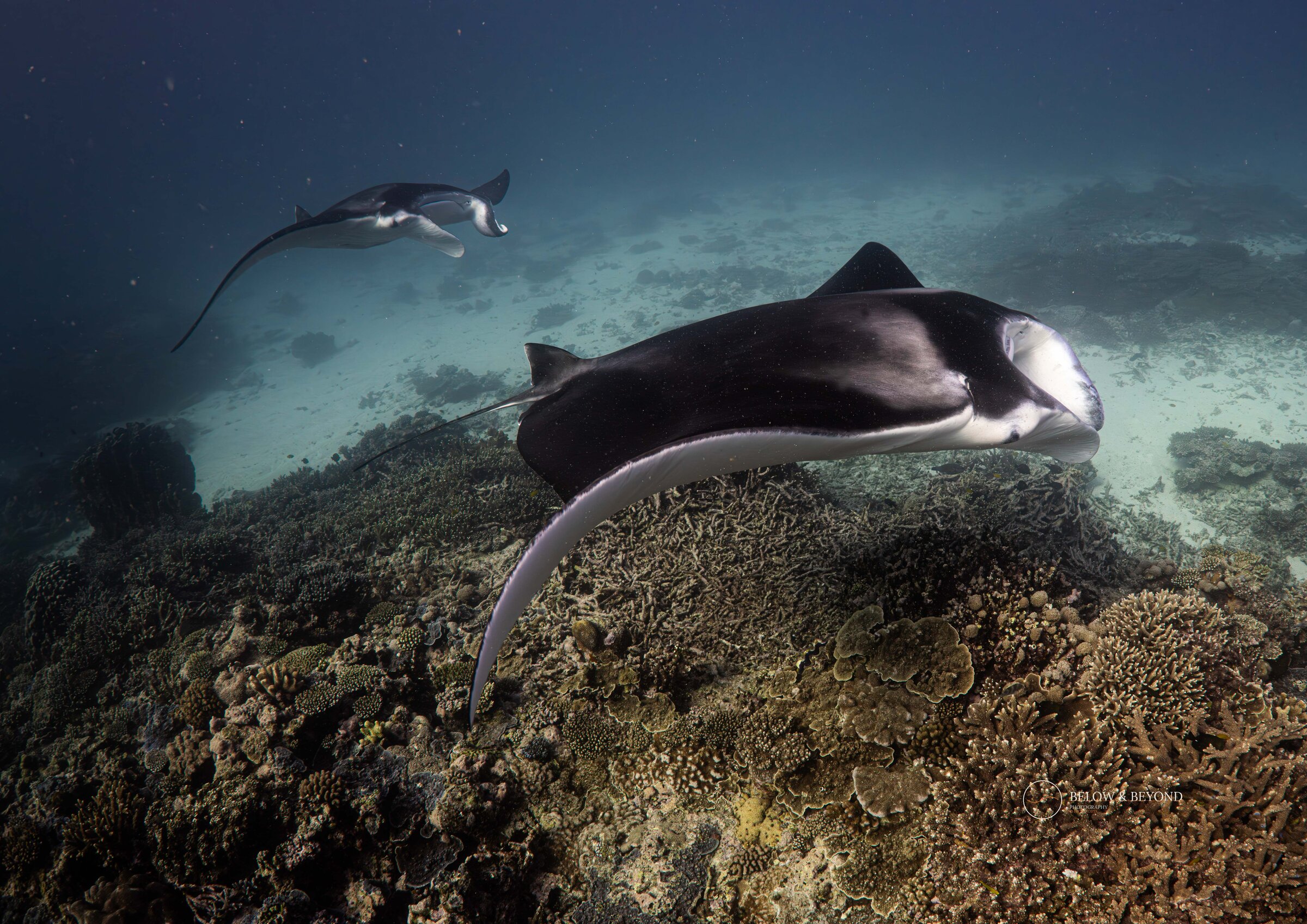Two manta rays gliding over a coral reef in deep blue water