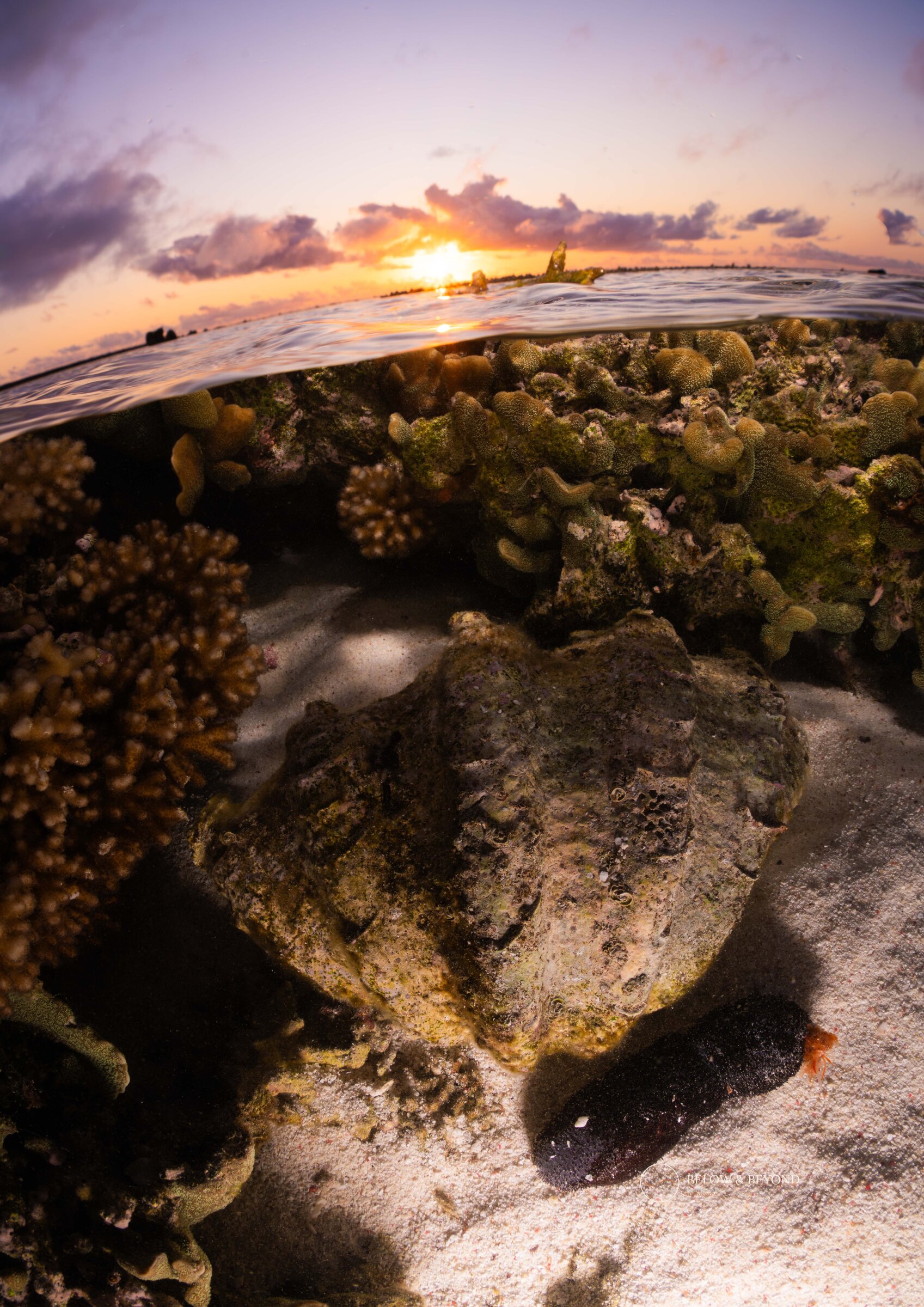 Over-under split shot of a giant clam and coral in the shallows, sunset above the waterline