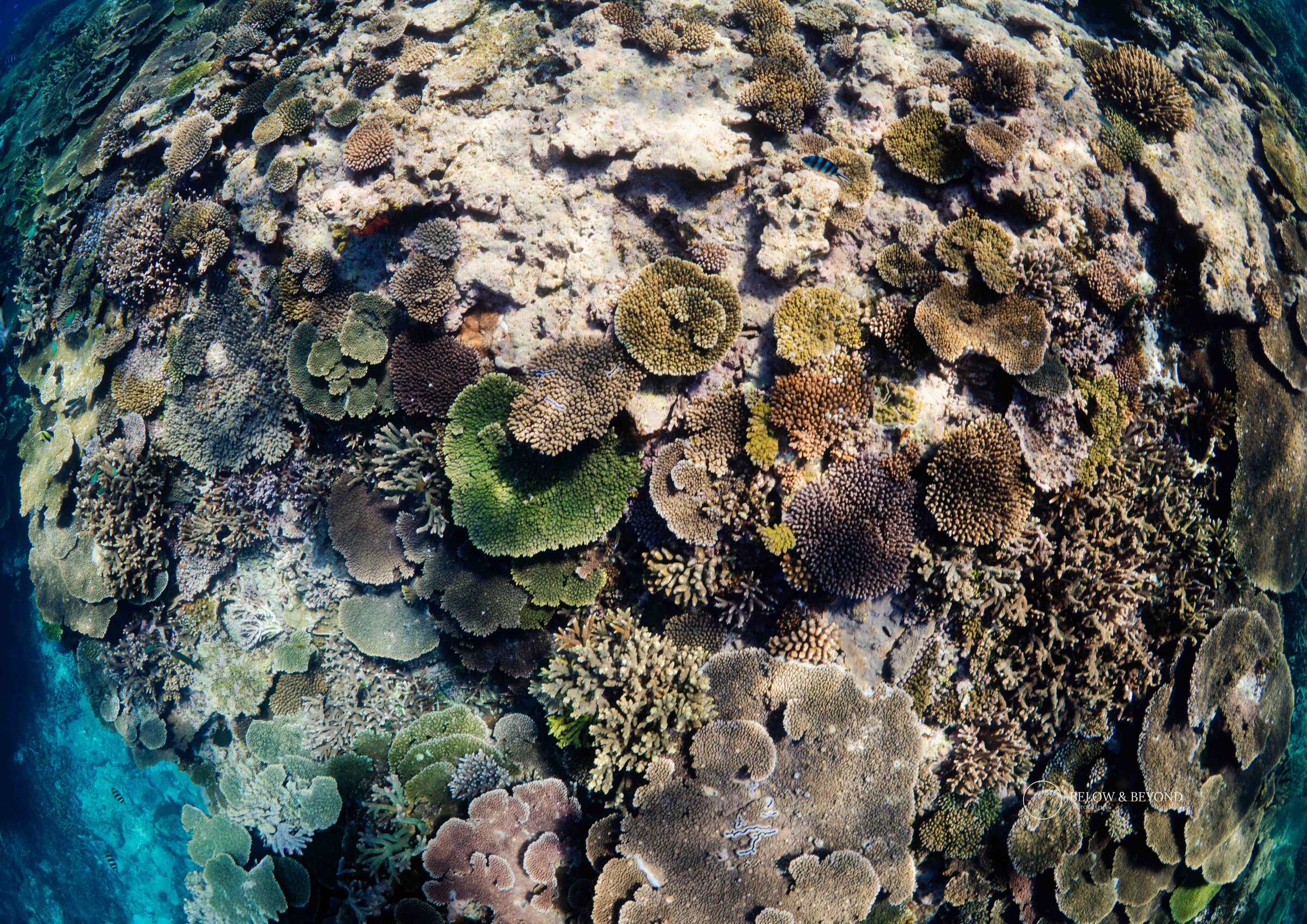 Fisheye view looking straight down onto a coral garden of plate and staghorn corals