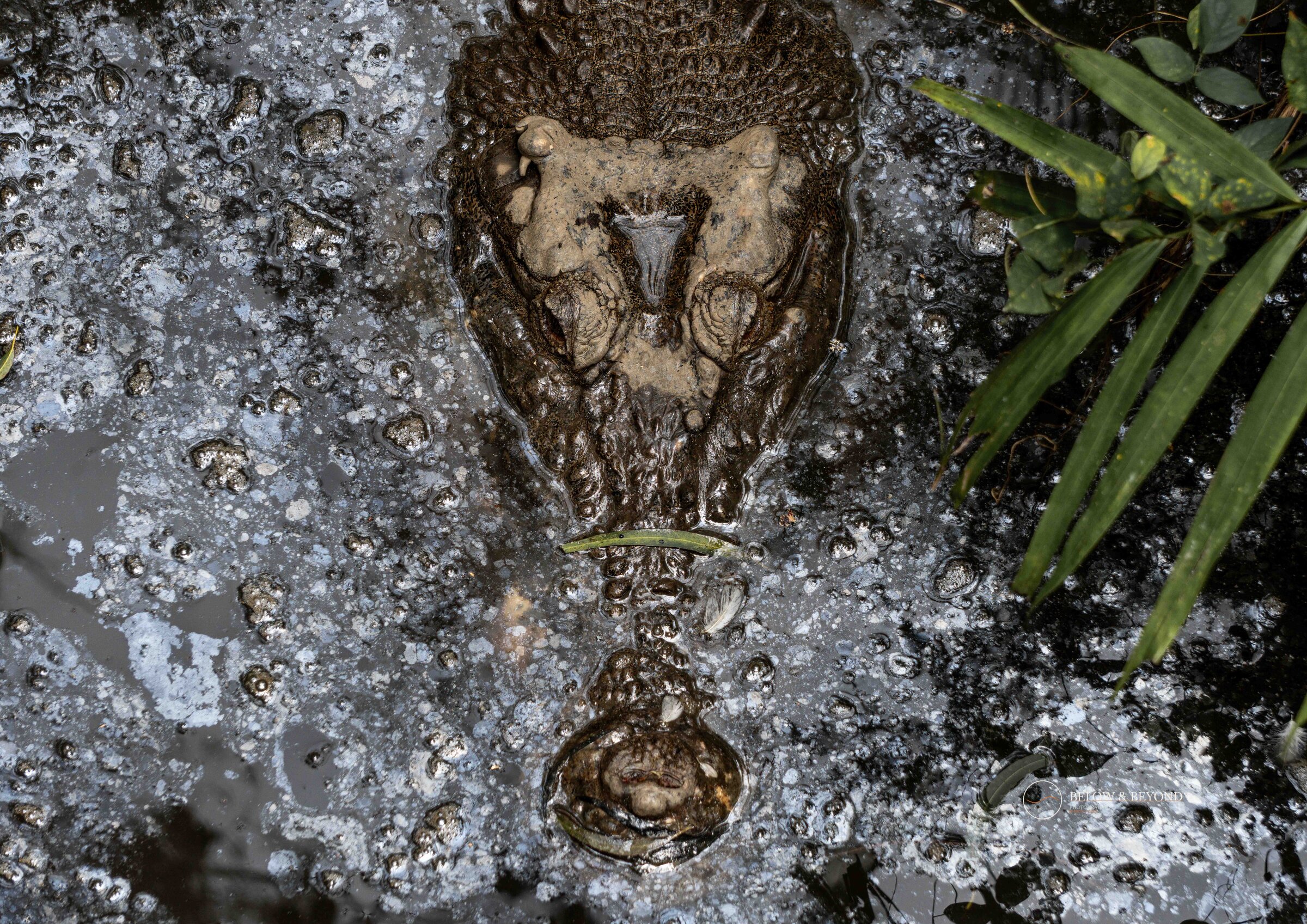 Saltwater crocodile lying just beneath the surface, seen from directly above with rainforest leaves at the edge of the frame
