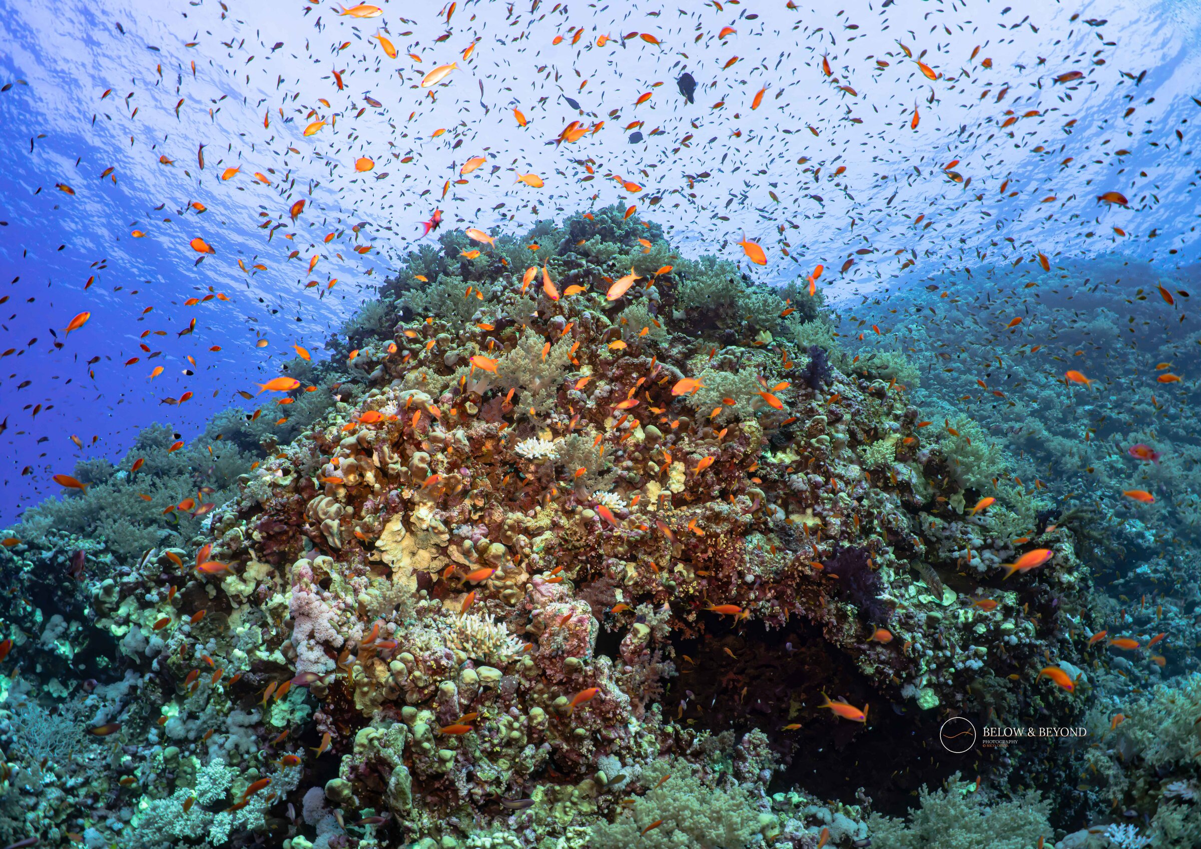 Coral pinnacle swarming with orange anthias fish, sunburst of light streaming down from above