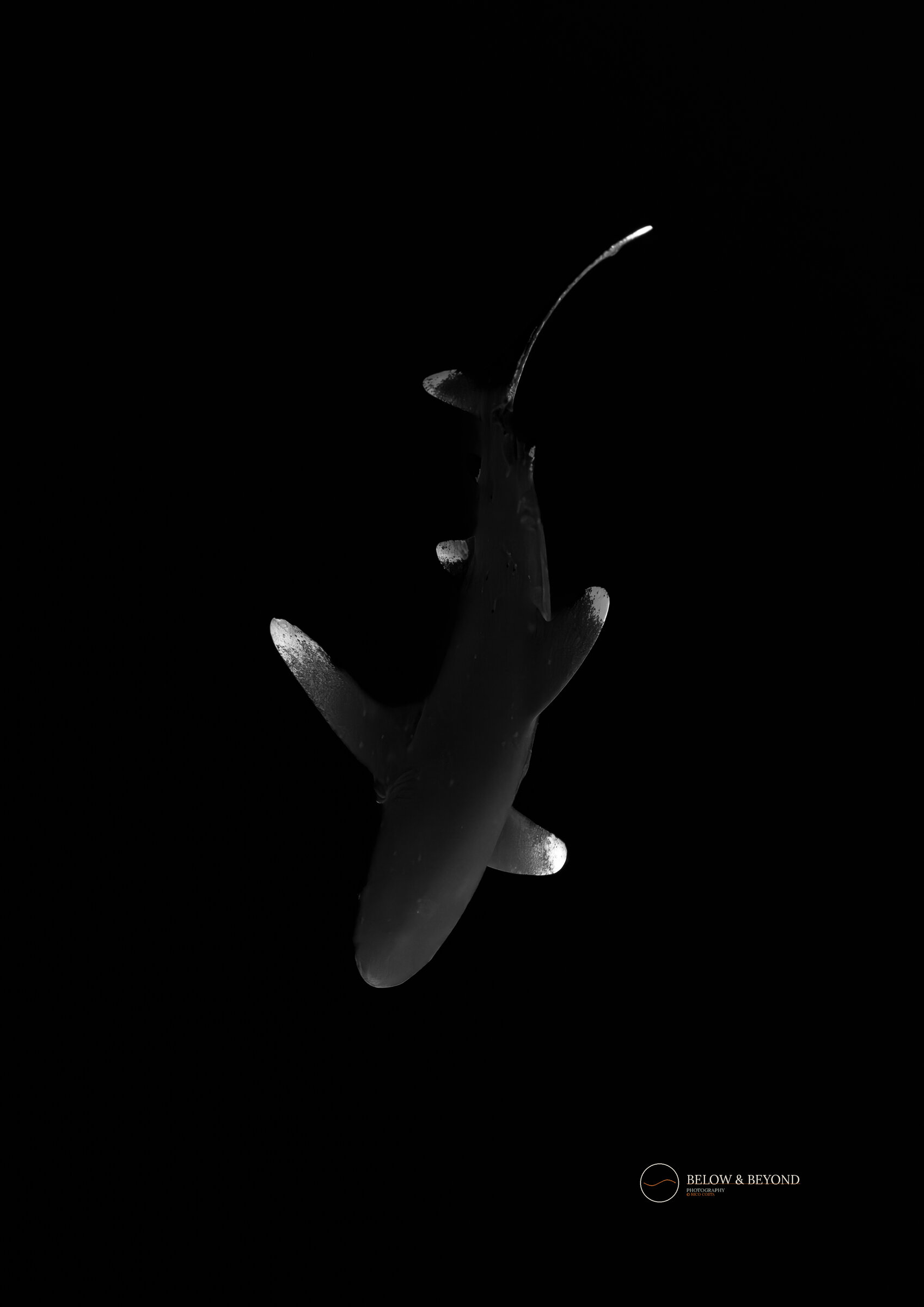 Black and white overhead silhouette of a shark against a pure black background