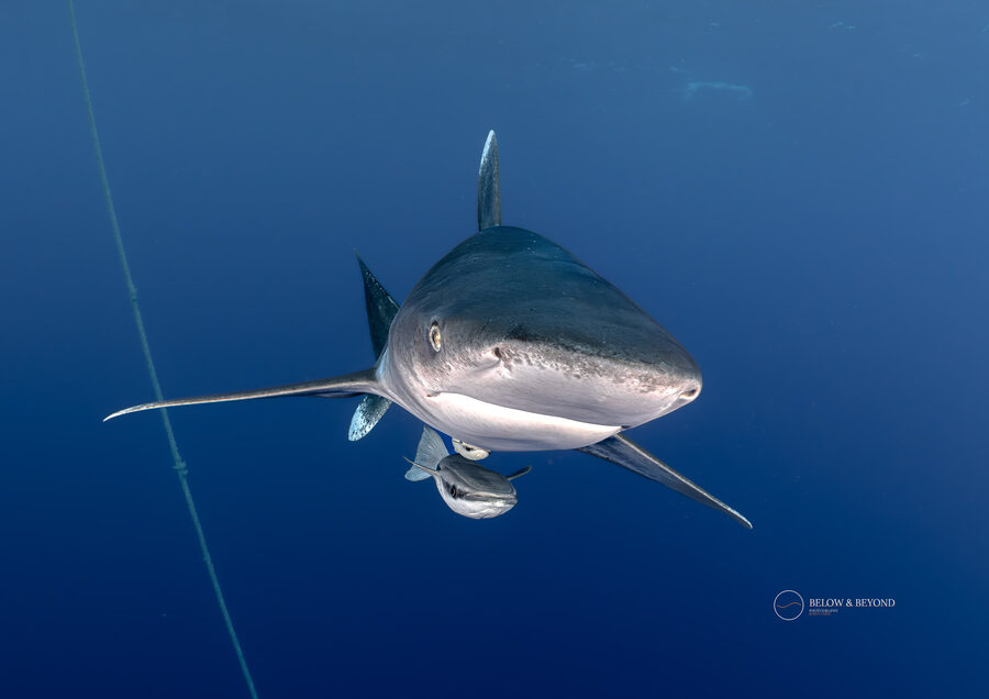 Shark facing camera in blue water