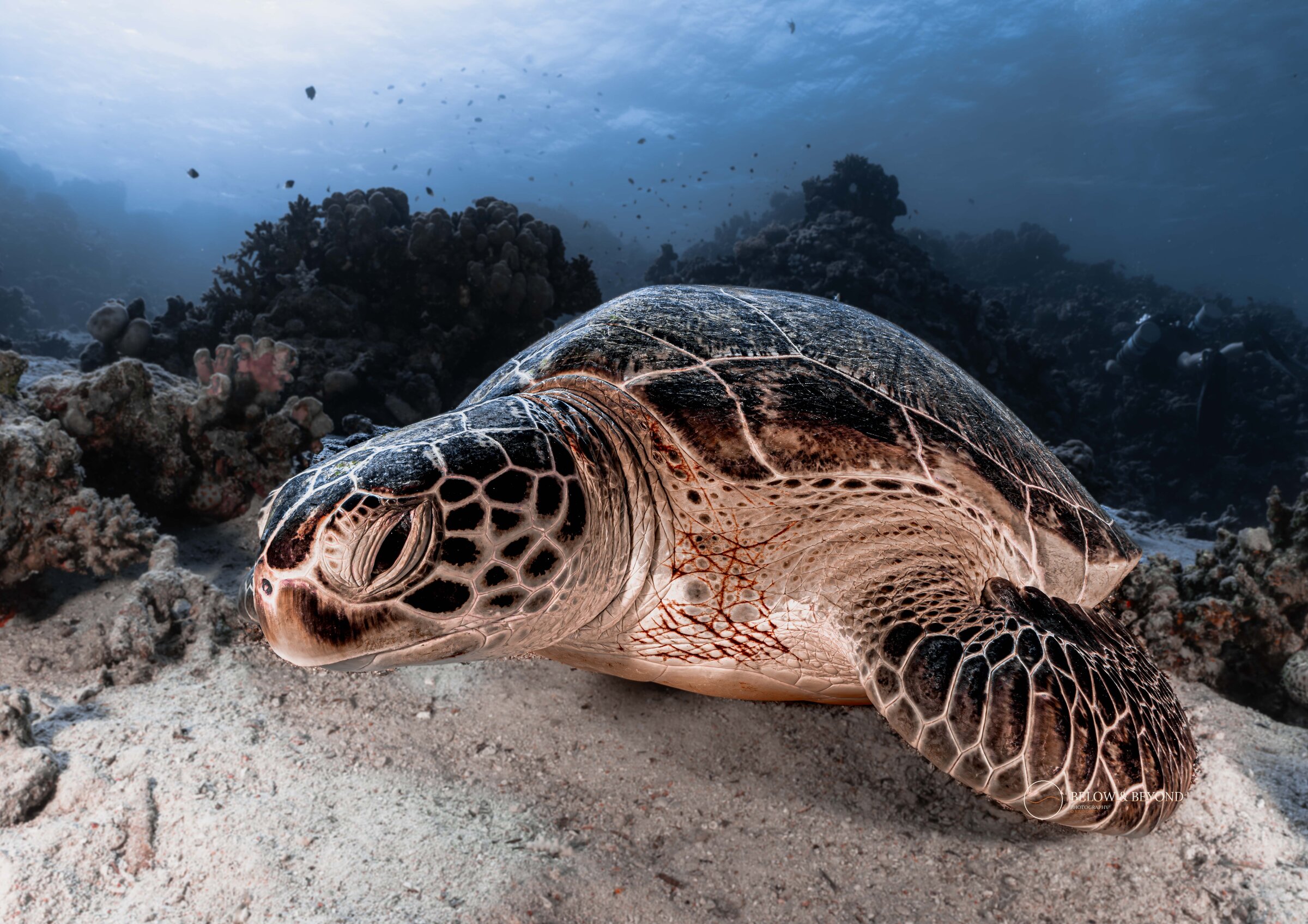 Green sea turtle resting on the sandy reef floor, coral behind
