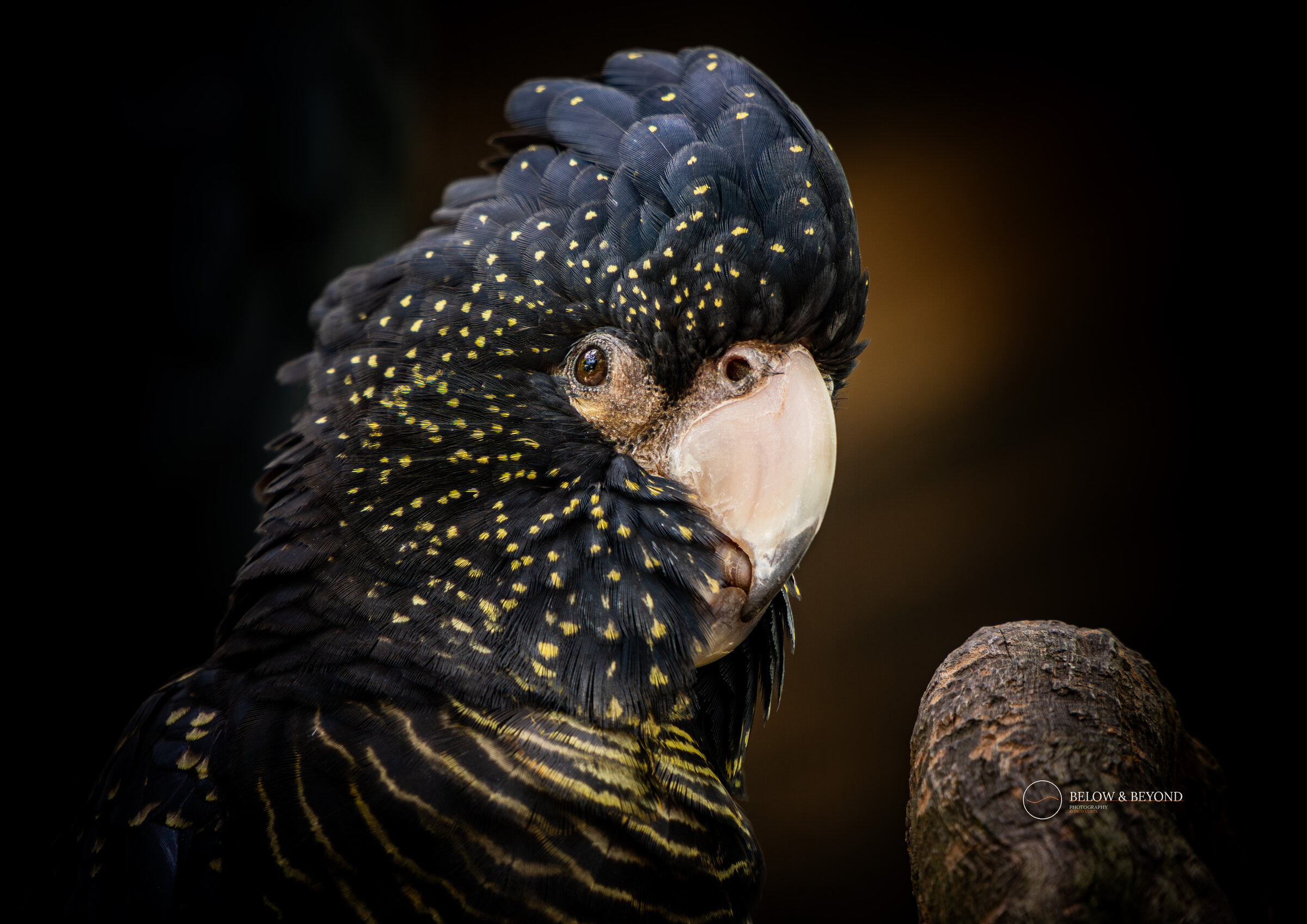 Red-tailed black cockatoo portrait, gold-flecked black plumage against the dark canopy